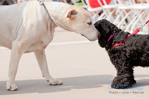Shagly Photography Prosper Pooch Party-38