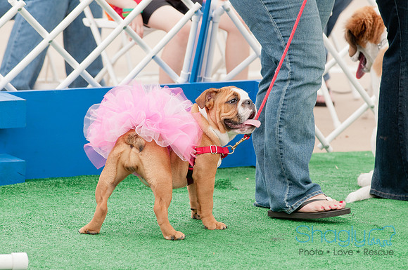 Shagly Photography Prosper Pooch Party-136