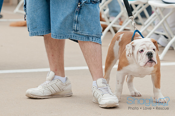 Shagly Photography Prosper Pooch Party-95