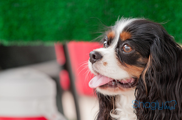 Shagly Photography Prosper Pooch Party-133