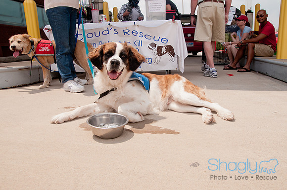 Shagly Photography Prosper Pooch Party-152