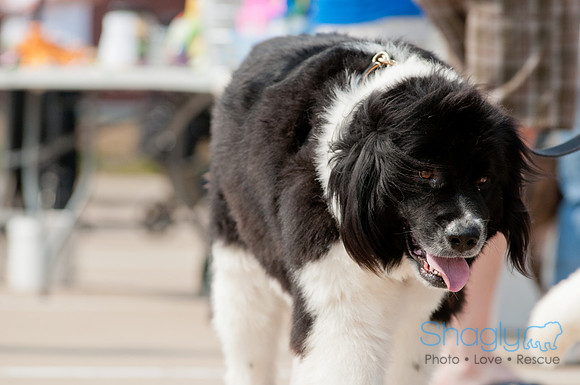 Shagly Photography Prosper Pooch Party-40
