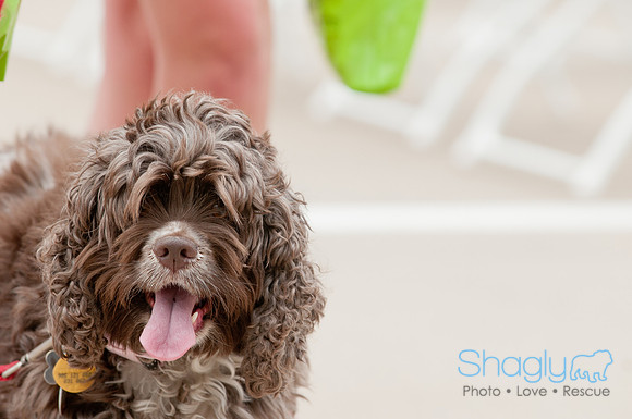 Shagly Photography Prosper Pooch Party-117