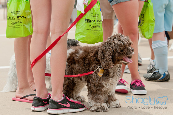 Shagly Photography Prosper Pooch Party-116