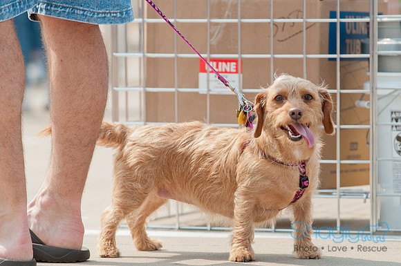Shagly Photography Prosper Pooch Party-32