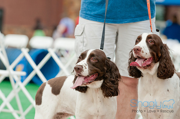 Shagly Photography Prosper Pooch Party-10