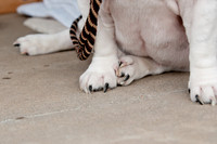 Shagly Photography Prosper Pooch Party-14
