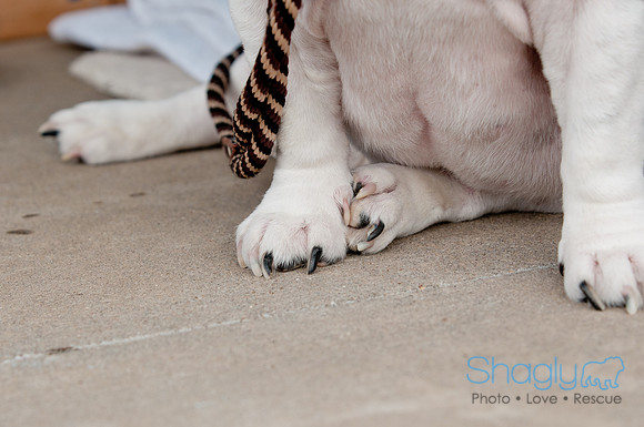 Shagly Photography Prosper Pooch Party-14