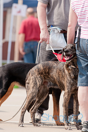 Shagly Photography Prosper Pooch Party-36