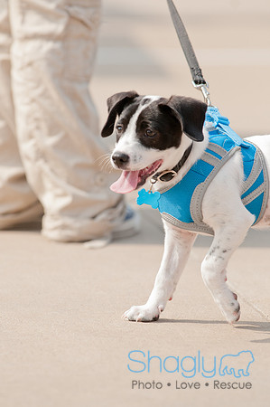 Shagly Photography Prosper Pooch Party-29