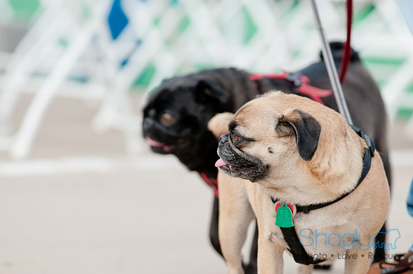 Shagly Photography Prosper Pooch Party-21