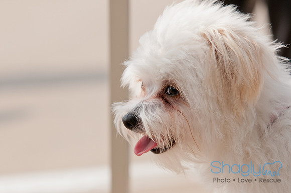 Shagly Photography Prosper Pooch Party-30