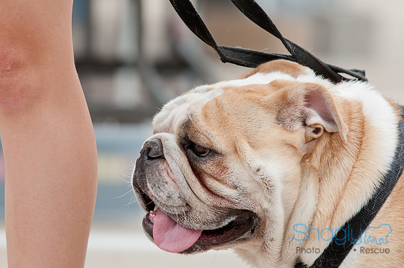 Shagly Photography Prosper Pooch Party-135