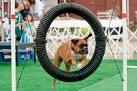 Shagly Photography Prosper Pooch Party-6