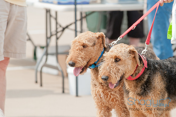 Shagly Photography Prosper Pooch Party-53