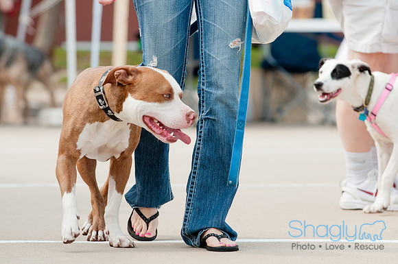 Shagly Photography Prosper Pooch Party-24