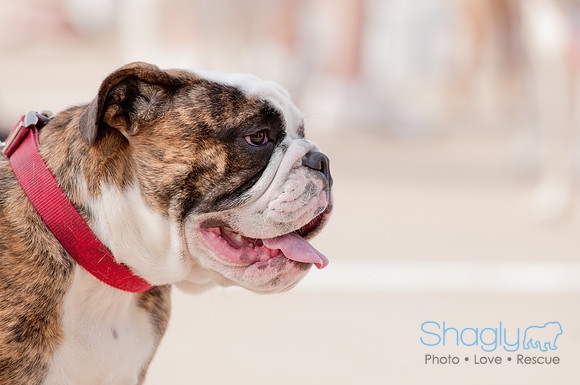 Shagly Photography Prosper Pooch Party-27