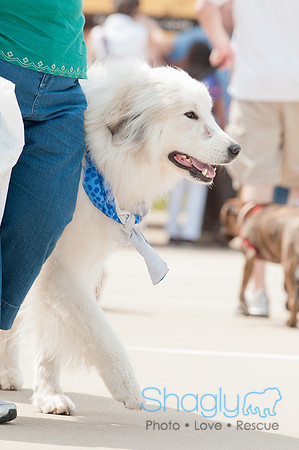 Shagly Photography Prosper Pooch Party-80