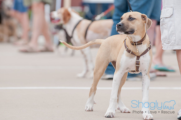 Shagly Photography Prosper Pooch Party-61