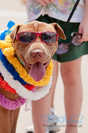 Shagly Photography Prosper Pooch Party-112