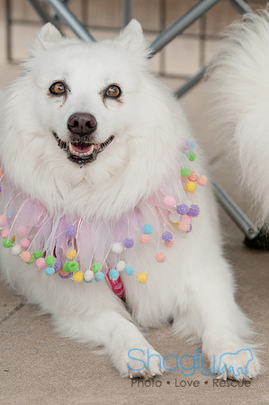 Shagly Photography Prosper Pooch Party-119