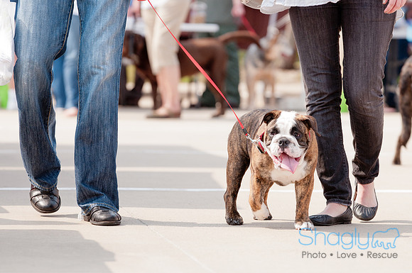 Shagly Photography Prosper Pooch Party-43