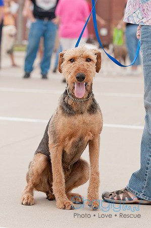 Shagly Photography Prosper Pooch Party