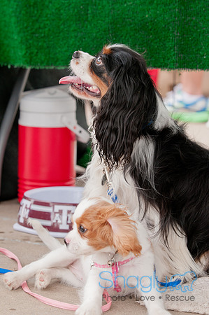 Shagly Photography Prosper Pooch Party-131