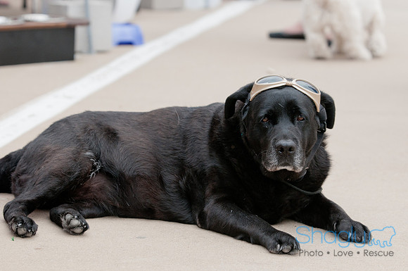 Shagly Photography Prosper Pooch Party-7