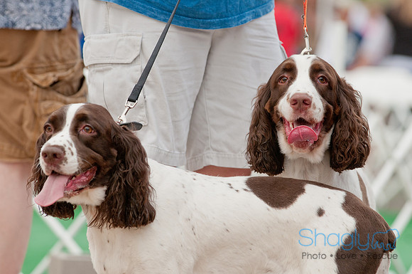 Shagly Photography Prosper Pooch Party-8