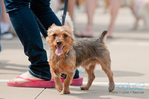 Shagly Photography Prosper Pooch Party-55
