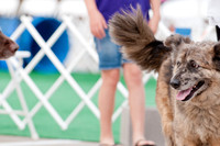Shagly Photography Prosper Pooch Party-15
