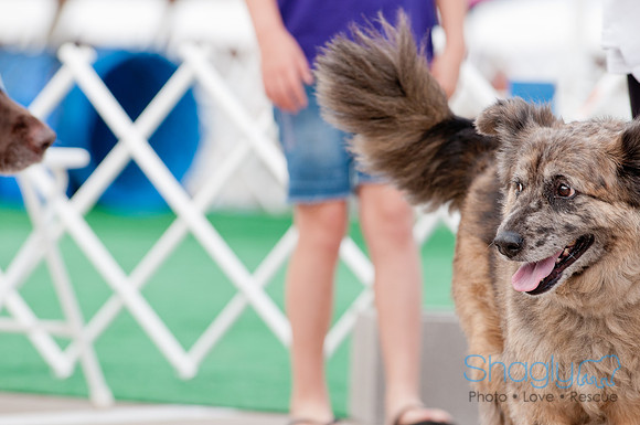 Shagly Photography Prosper Pooch Party-15