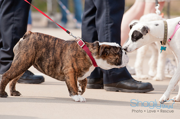 Shagly Photography Prosper Pooch Party-26