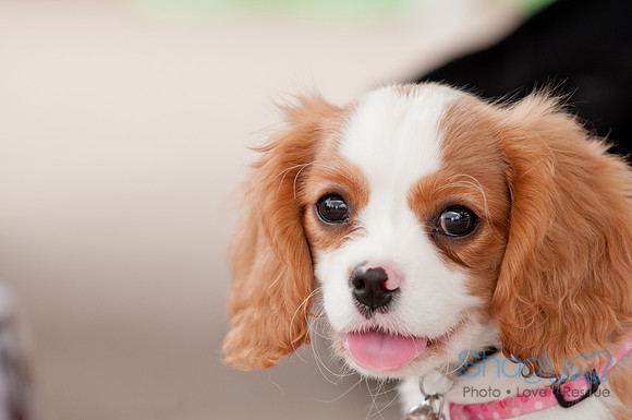 Shagly Photography Prosper Pooch Party-129