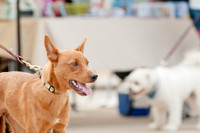 Shagly Photography Prosper Pooch Party-11