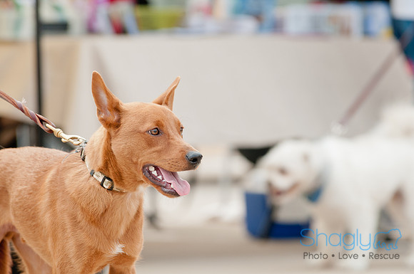 Shagly Photography Prosper Pooch Party-11