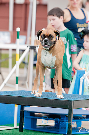 Shagly Photography Prosper Pooch Party-5
