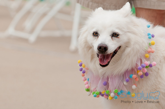 Shagly Photography Prosper Pooch Party-118