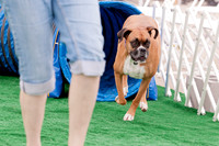 Shagly Photography Prosper Pooch Party-3