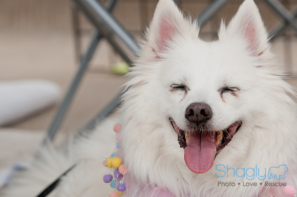 Shagly Photography Prosper Pooch Party-123