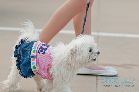 Shagly Photography Prosper Pooch Party-73