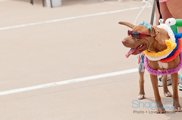 Shagly Photography Prosper Pooch Party-115