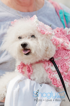 Shagly Photography Prosper Pooch Party-59
