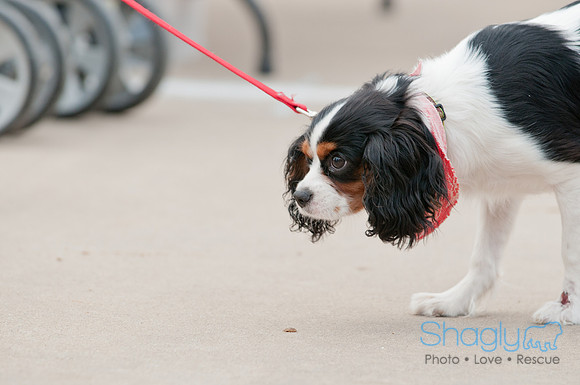 Shagly Photography Prosper Pooch Party-64