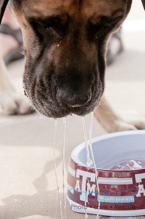 Shagly Photography Prosper Pooch Party-83