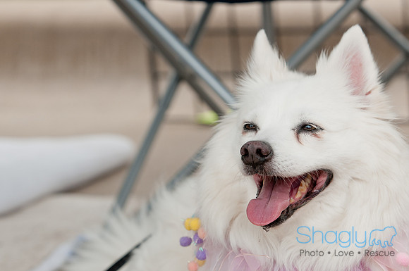 Shagly Photography Prosper Pooch Party-124