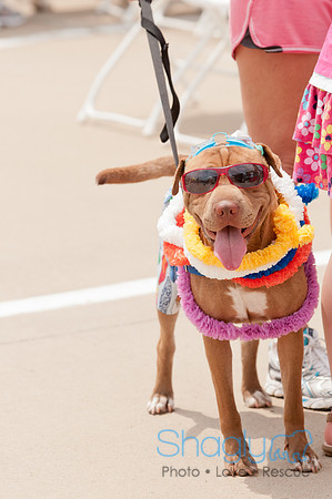 Shagly Photography Prosper Pooch Party-114