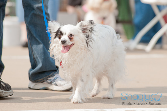 Shagly Photography Prosper Pooch Party-22