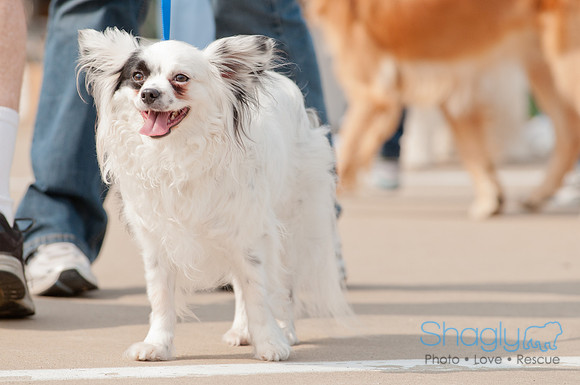 Shagly Photography Prosper Pooch Party-23